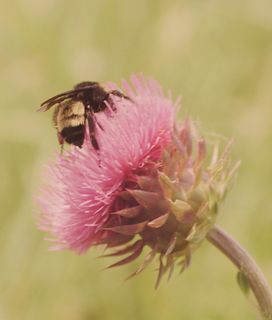 Bumblebee foraging a pink thistle flower