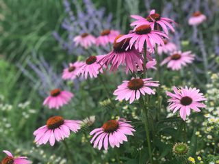 Pink wild flowers field