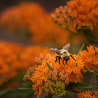 Bumblebee foraging orange butterfly weed