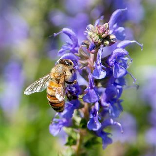 Bee pollinating purple flower