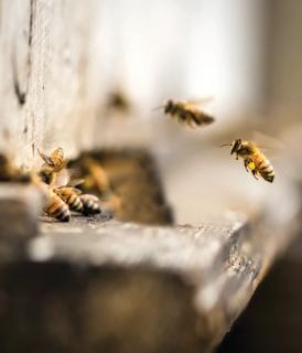 busy-bee-honey-america-s-truly-traceable-raw-honey