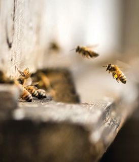 Busy Bee Honey America s Truly Traceable Raw Honey busy-bee-honey-america-s-truly-traceable-raw-honey