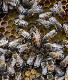 SEVERAL BEES ON HIVE