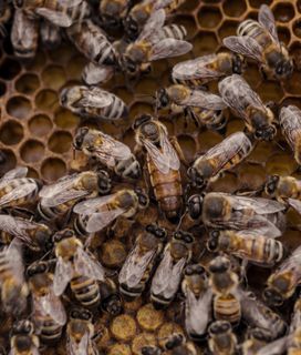 Worker honeybees and a drone bee surrounding the queen bee on a brood frame
