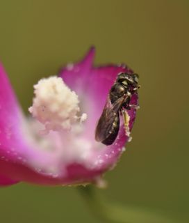 A shiny, dark-colored carpenter bee stands on the petal of a bright pink flower