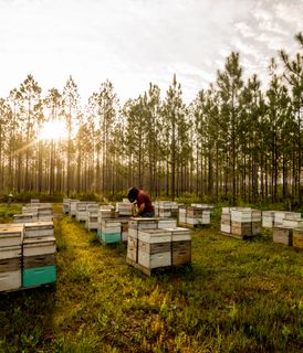 A person tending to beehives arranged in rows in a grassy clearing surrounded by tall pine trees, with the sun setting in the background.
