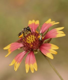 Two native bees forage together on a red and yellow blanket flower.
