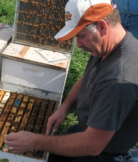 A beekeeper wearing a cap and gray shirt inspects a beehive frame covered with bees in an outdoor setting.
