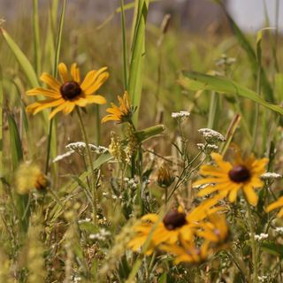 Yellow Black-Eyed Susans and white wildflowers in a field of green grass.