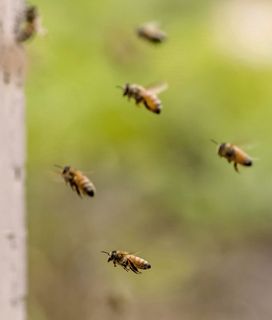 Honeybees flying towards hive