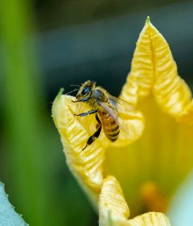 Close-up of a honeybee collecting nectar from a bright yellow flower