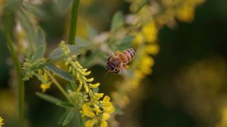 Honeybee with pollen sacs in flight among yellow flowers.