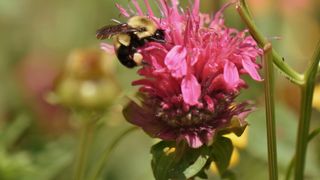 A black and yellow bumblebee is perched on a vibrant pink flower.