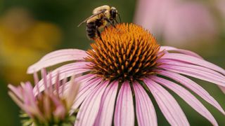 Bumblebee stands on the spiky center of a purple coneflower