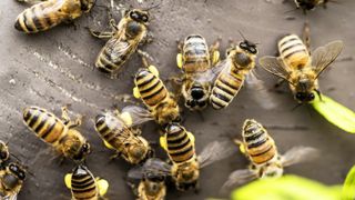 Multiple bees over a surface
