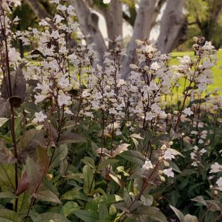 A group of beardtongue plants with white flowers and dark foliage in a garden.