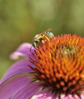 A green sweat bee foraging a purple coneflower.