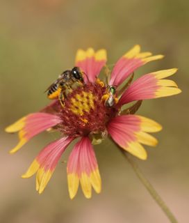 Two bees foraging together on a red and yellow blanketflower