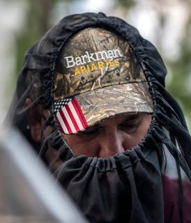 Close-up of a person wearing a camouflage cap with 'Barkman Apiaries' embroidered on it and an American flag patch, covered by a black beekeeping veil. falling into a wooden bowl