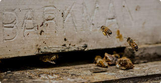 Honeybees arriving back at the hive