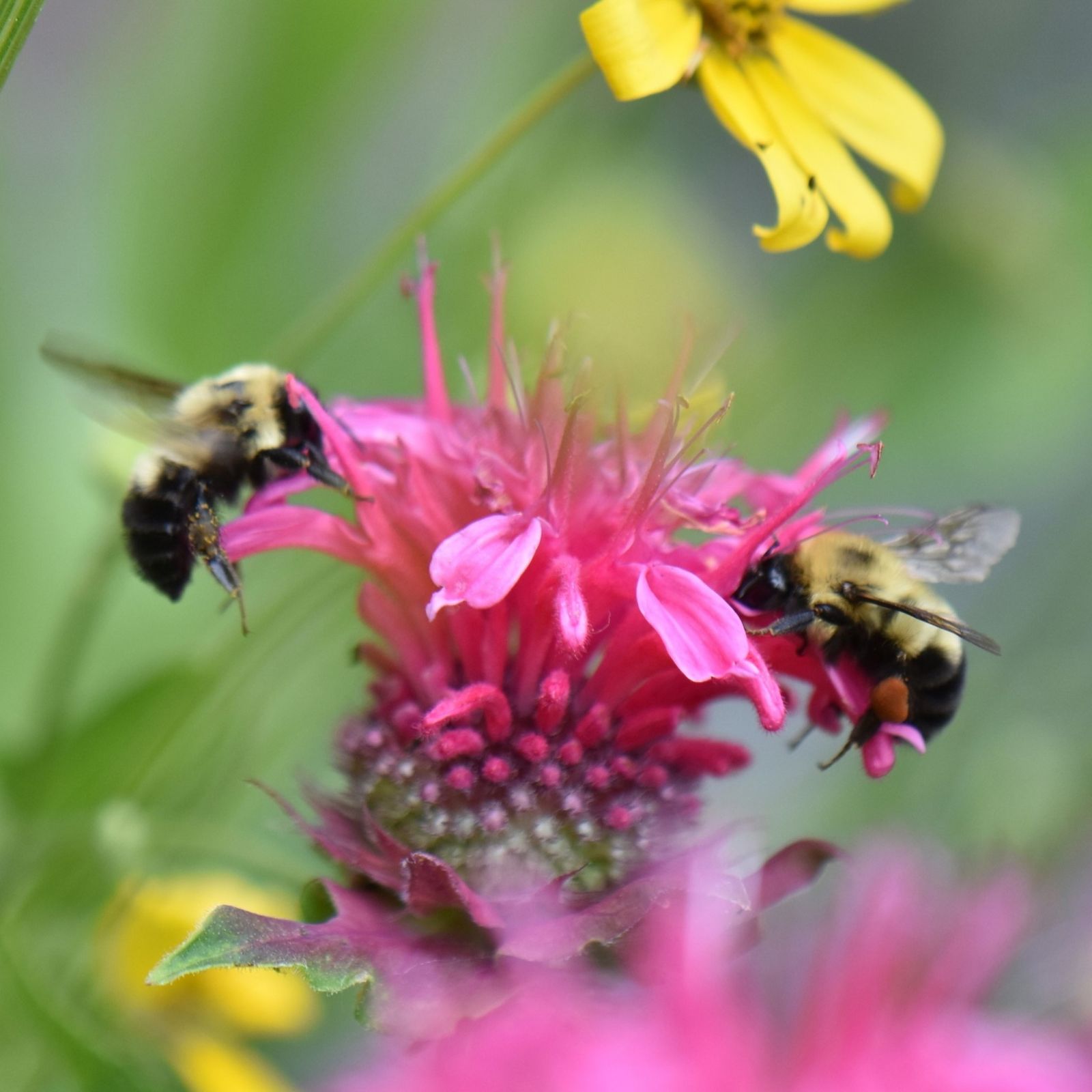 Let's All Beesponsible