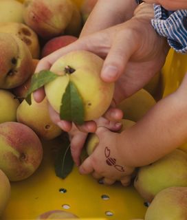 A child's hand reaches for a peach held by an adult's hands, amidst a bin of peaches.