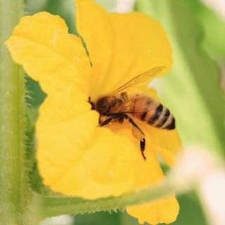 Honeybee forages a bright yellow cucumber flower