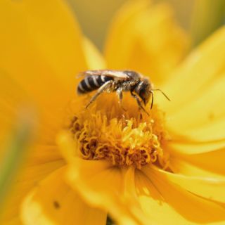 Small native bee foraging a bright yellow flower