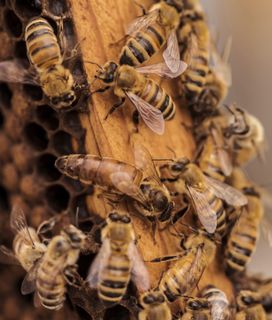 A close-up view of numerous honeybees on a honeycomb, with the large queen bee in the center.