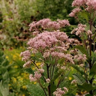 A close-up of Joe Pye Weed with clusters of pale pink flowers and large green leaves in a garden setting.