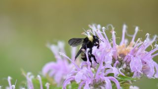 Bee on top of wild purple flower