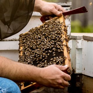 Hands in beekeeping gear hold a wooden frame covered in honeybees and honeycomb.