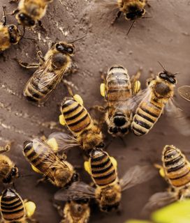 Worker honeybees with bright yellow pollen on their legs