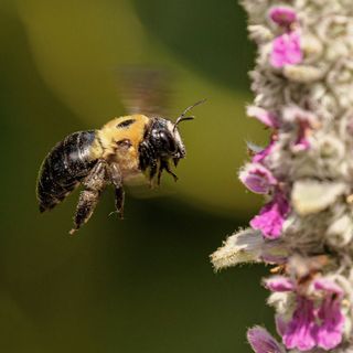 Carpenter bee flying toward a purple flower