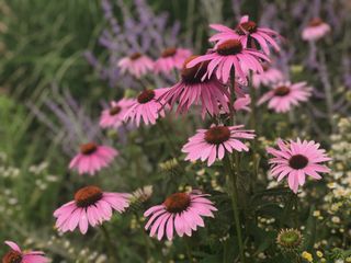Purple coneflowers in a garden, with smaller purple flowers and white flowers in the background