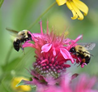 bees flying around pink flower