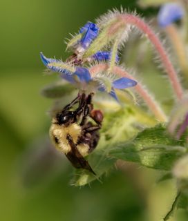 A bumblebee buzz pollinating a blue borage flower