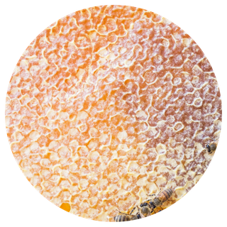 Close-up view of a honeycomb surface filled with honey, with a few bees visible near the edge.