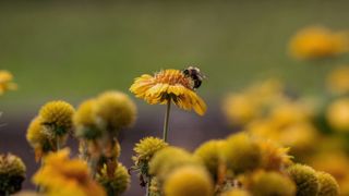 Bumblebee foraging a yellow flower