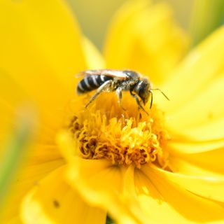 bee in yellow flower
