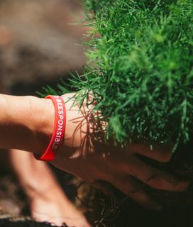 Person's hand with a "BEESPONSIBLE" gel bracelet holding the point of a tree