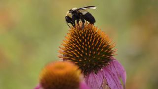 Bumblebee standing on the spiky center of a purple coneflower