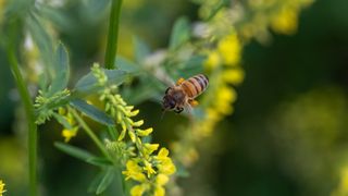 Honeybee with pollen sacs in flight among yellow flowers.