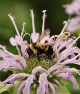 Rusty patched bumblebee visits a wild bergamot flower