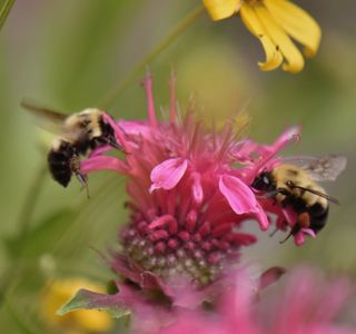 Two bumblebees foraging a bright pink flower in a garden