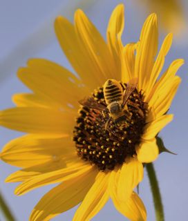 Leafcutter bee foraging in the center of a bright yellow sunflower
