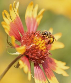 A bee covered in pollen is on a red and yellow blanket flower.