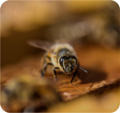A honey bee hard at work