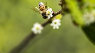 Bumblebee on a branch with three little white flowers