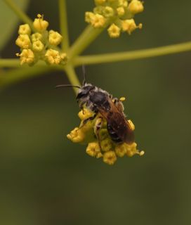 Small mining bee visits dainty yellow flowers